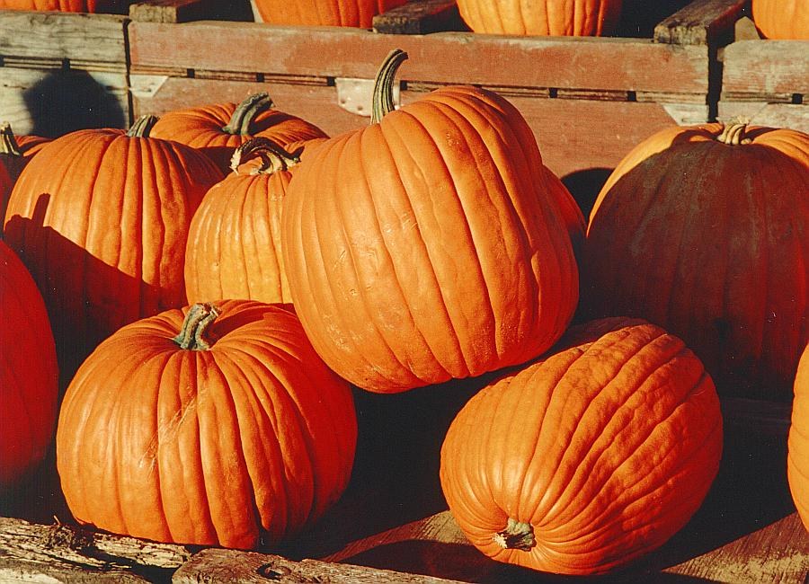 Families at an evening harvest festival with pumpkins and hayrides