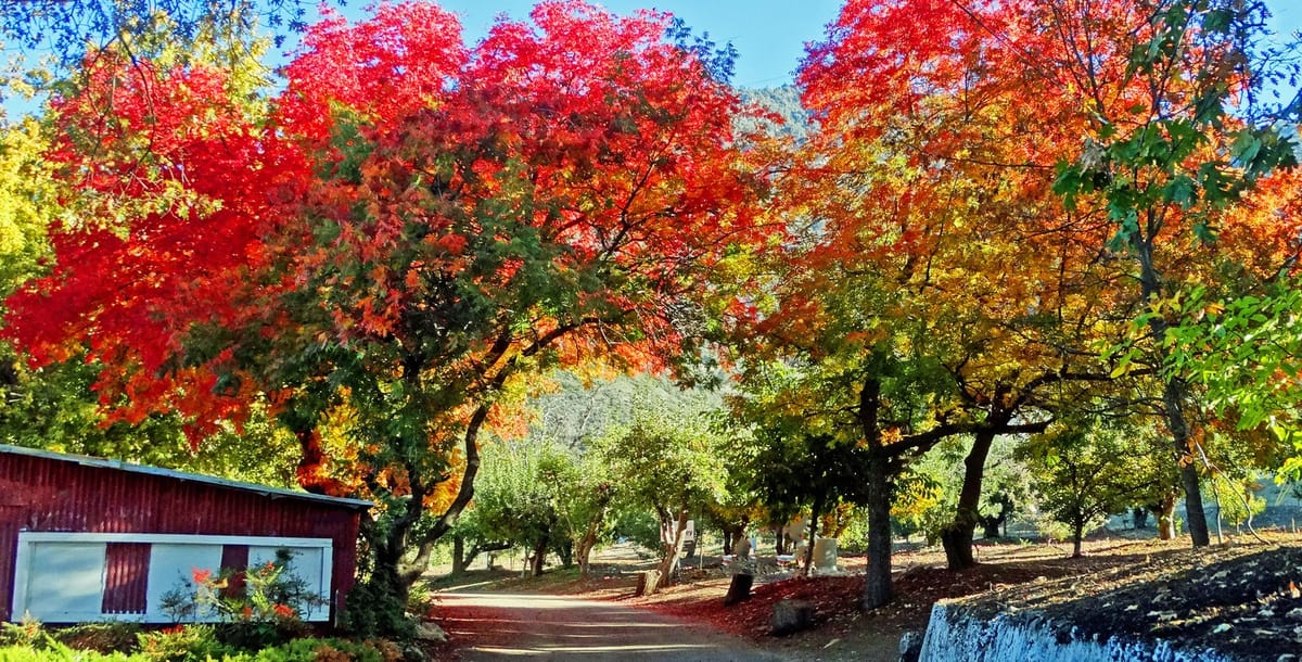 Dirt path through an autumn orchard with red and orange foliage beside a rustic red farm building