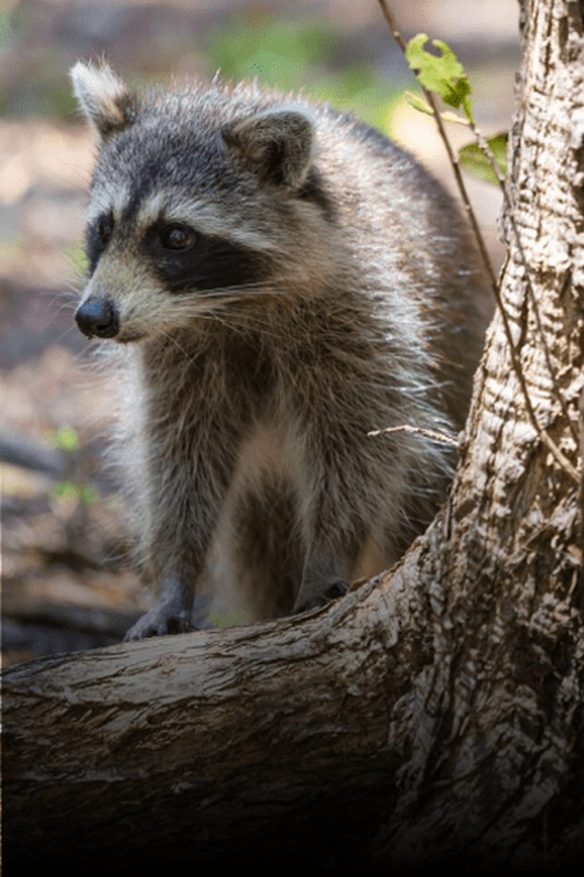 Raccoon wildlife subject photo from Critter Removal Ohio service pages