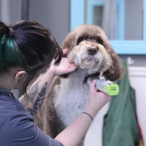 Groomer trimming a doodle at Doggie Day Spa in Grandview Heights