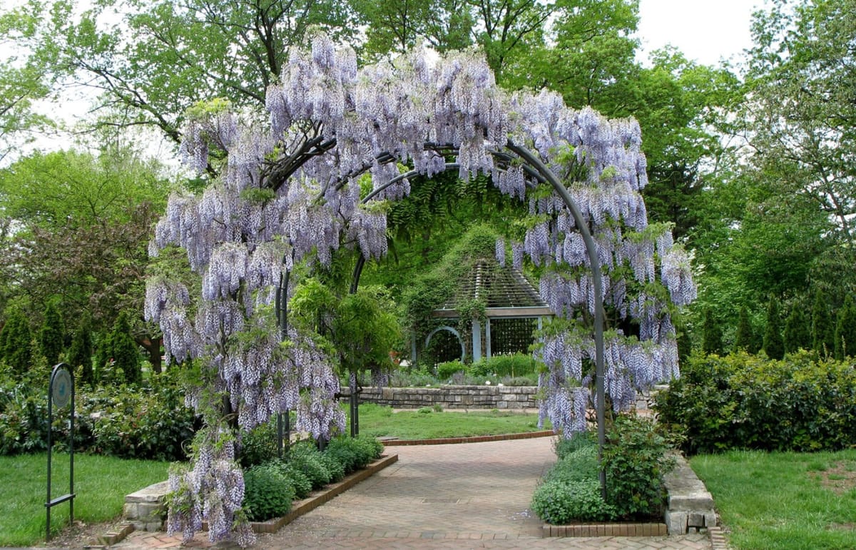 Wisteria arch at Inniswood Metro Gardens in Westerville