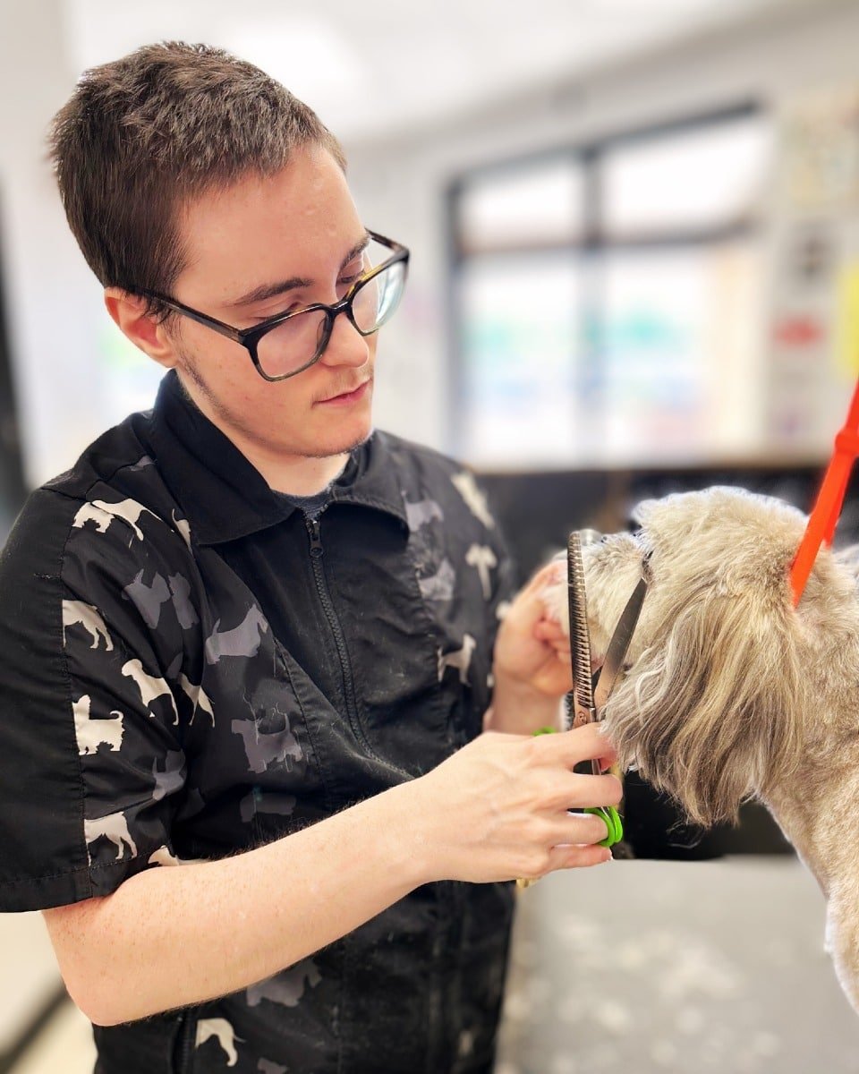 Groomer scissoring a small dog at Jen's Nose to Tail in Clintonville