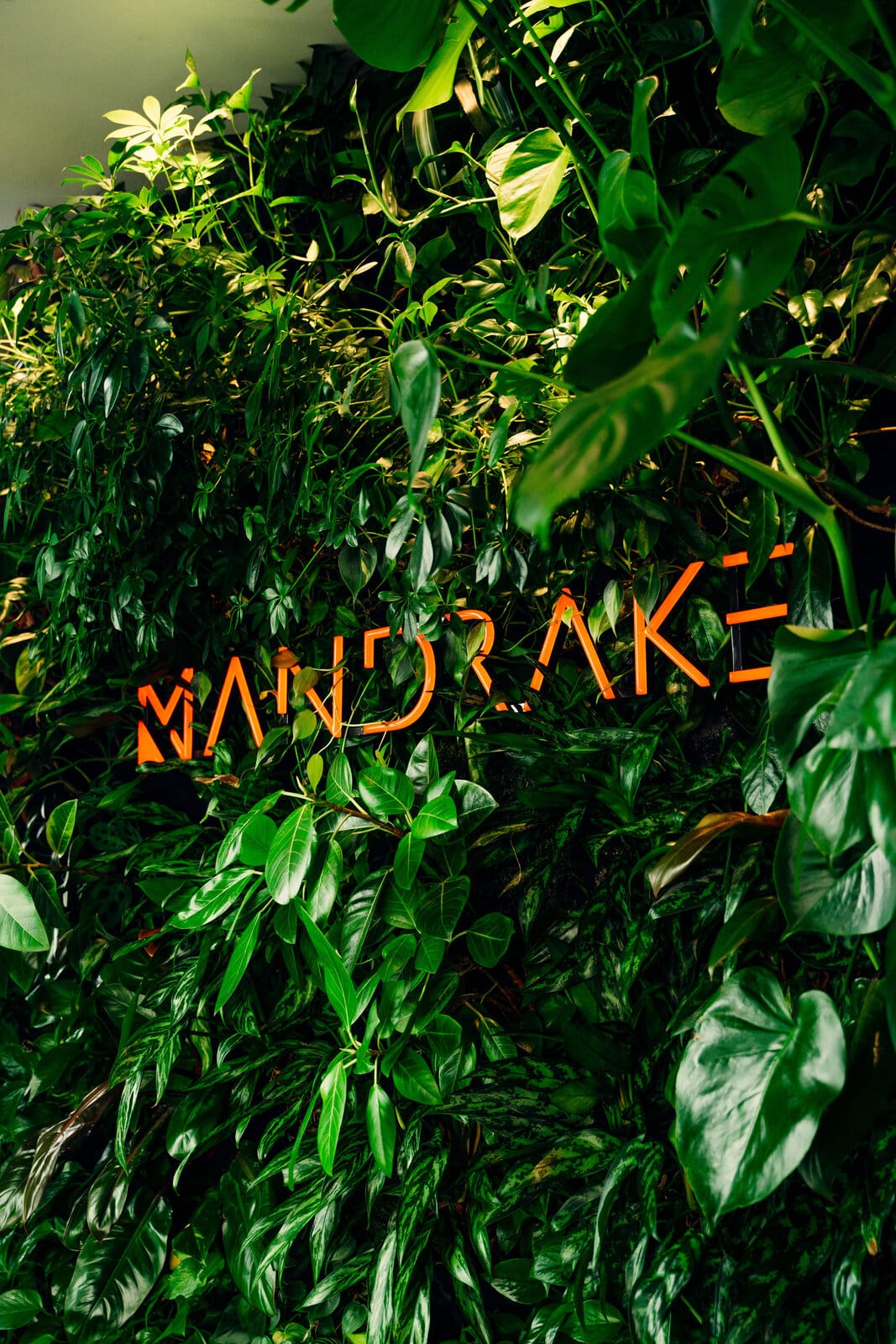 Mandrake neon sign mounted on a living plant wall