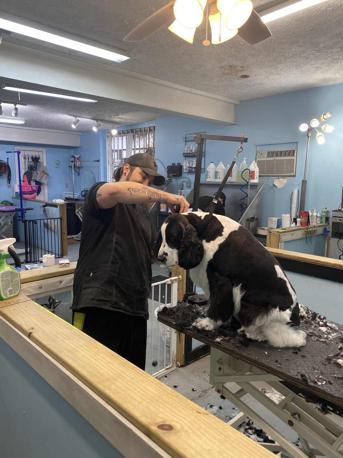 Groomer working a spaniel on the table at TLC Grooming in Clintonville